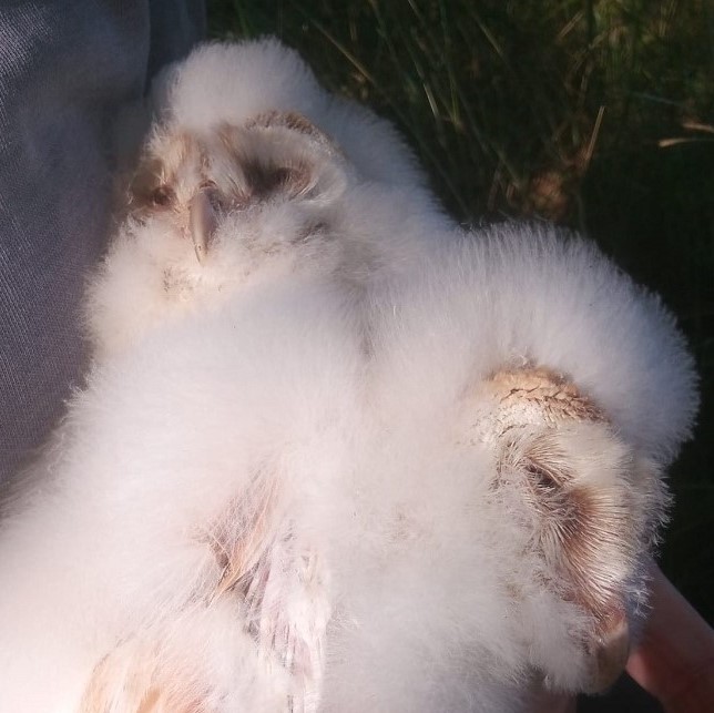 Photo of owlets