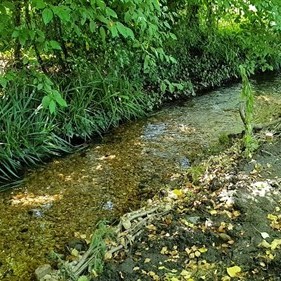 Photo of a chalk stream