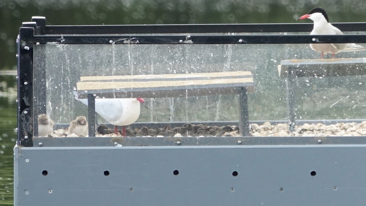 Photo of the breeding platform with terns and chicks