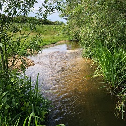 Photo of the Mill River