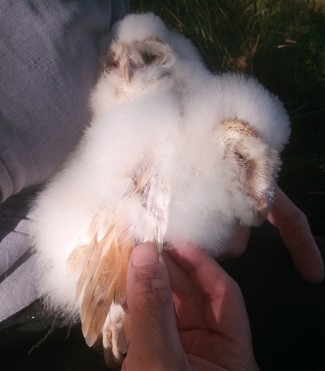 Photo of barn owl chicks