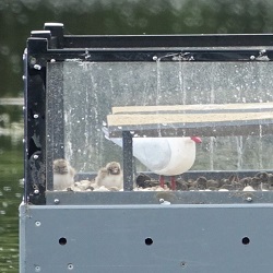 Photo of tern chicks