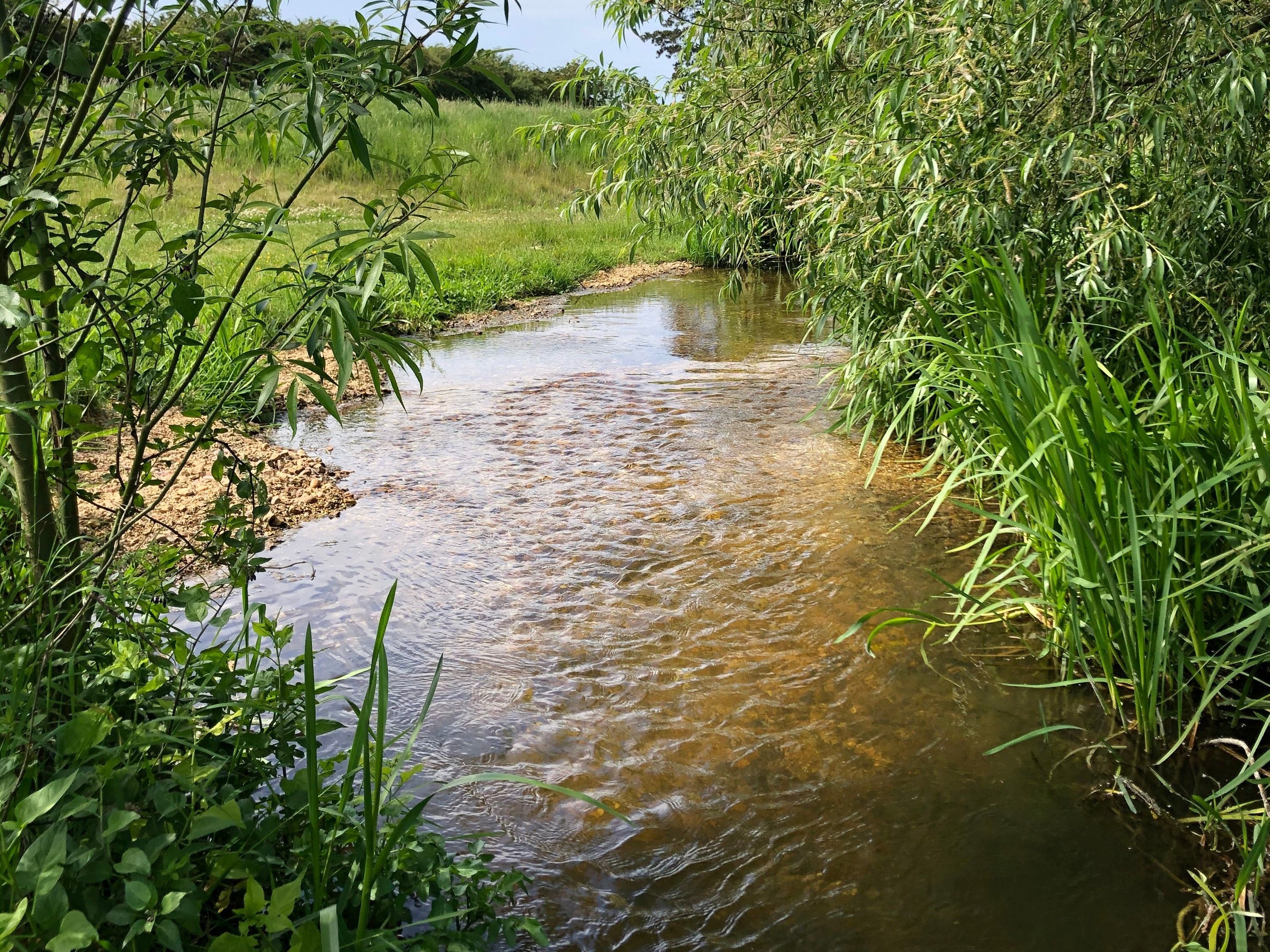 Photo of the river with riffle run