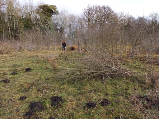 Photo showing scrub clearance