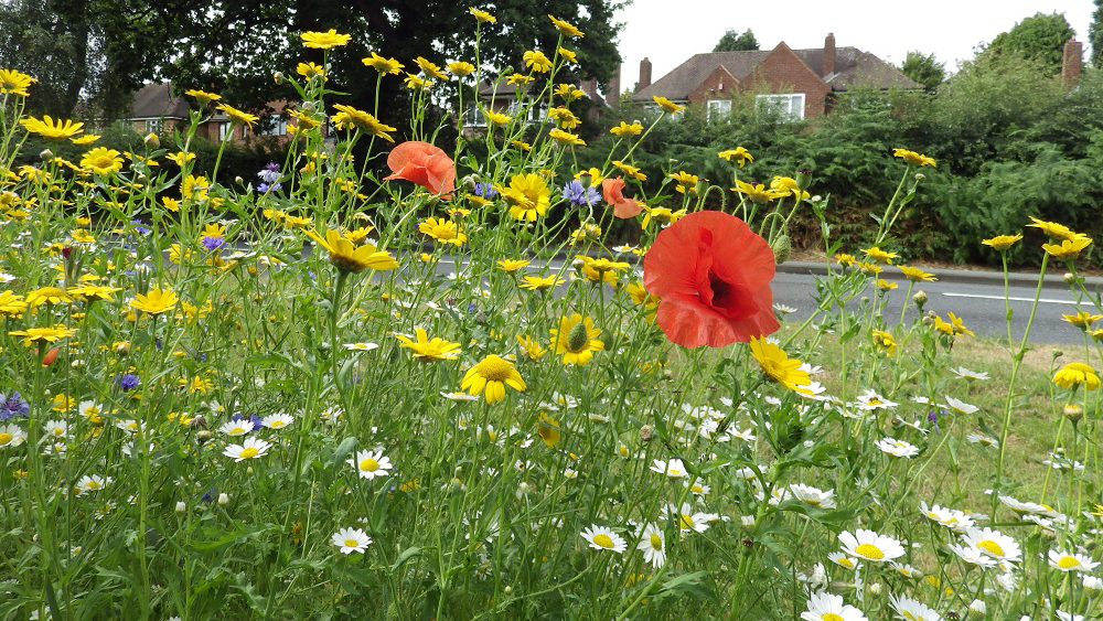 Photo of wildflowers