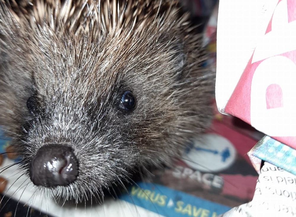 Photo of a hedgehog