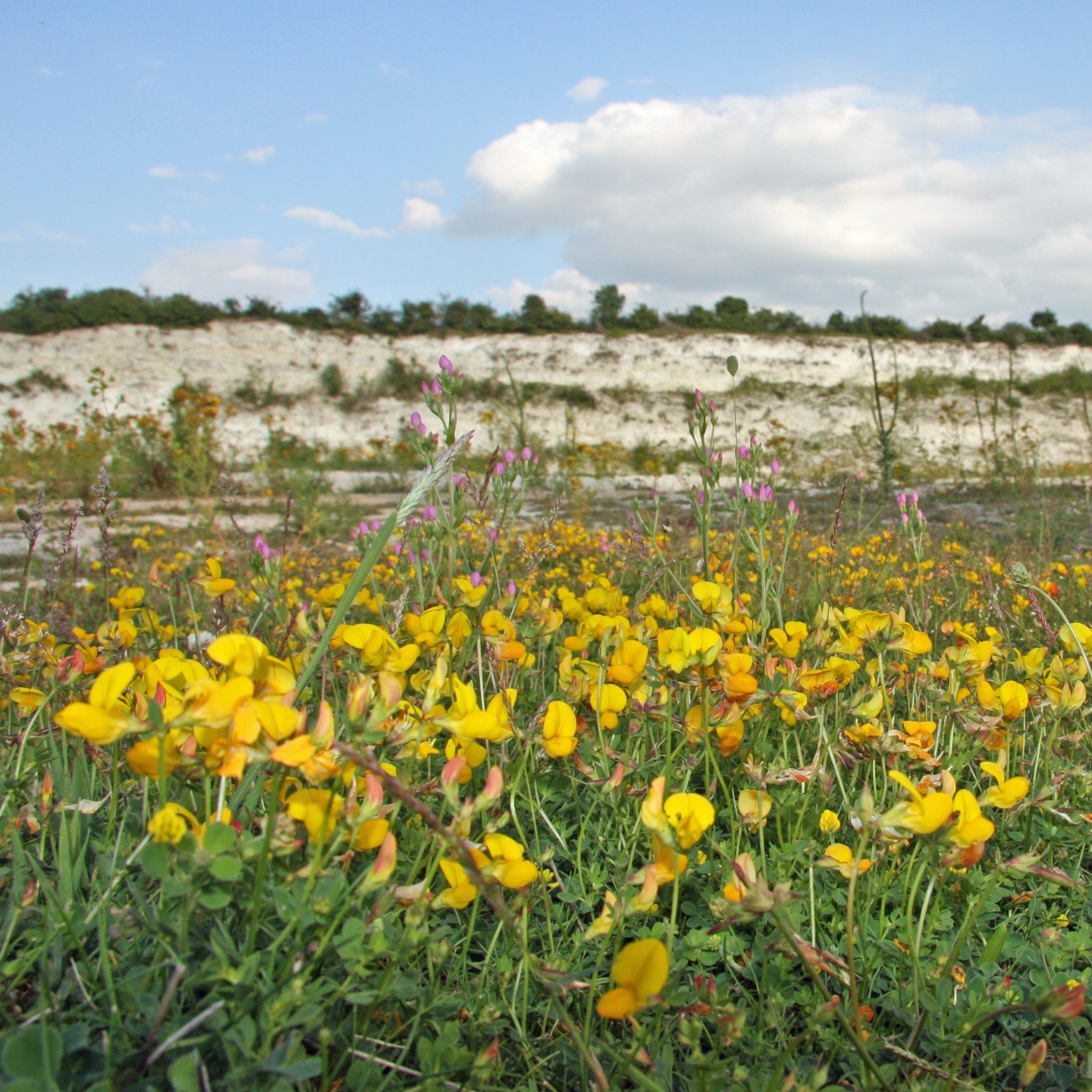 Photo of the chalk pit