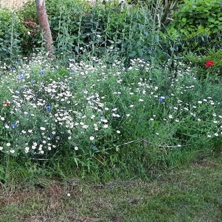 Photo of wildflowers