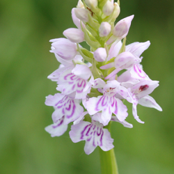 Photo of orchid at Fulbourn