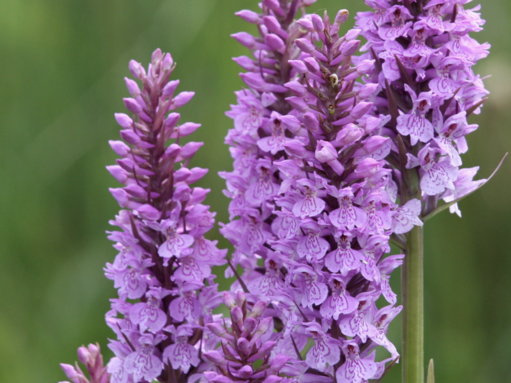 Photo of marsh orchids