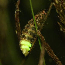 Photo of Glow worm at Cherry Hinton