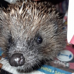 Photo of a hedgehog